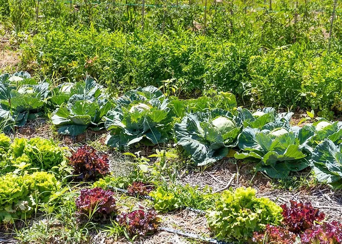 Casa Viva 4* Марчиага