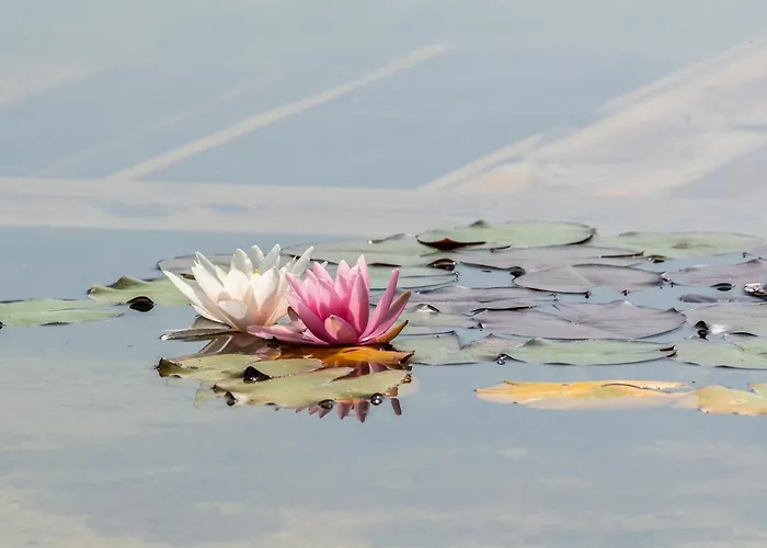 Casa Viva Отель типа 