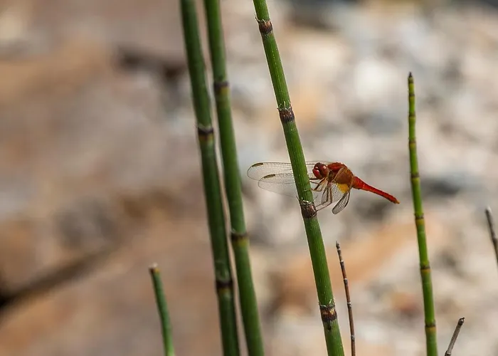 Casa Viva Отель типа 